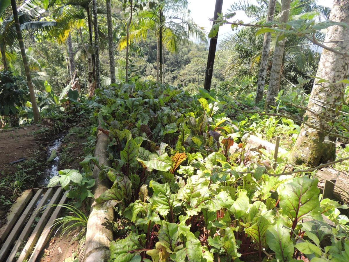 Eco Hostel Organic Life Trindade  Luaran gambar